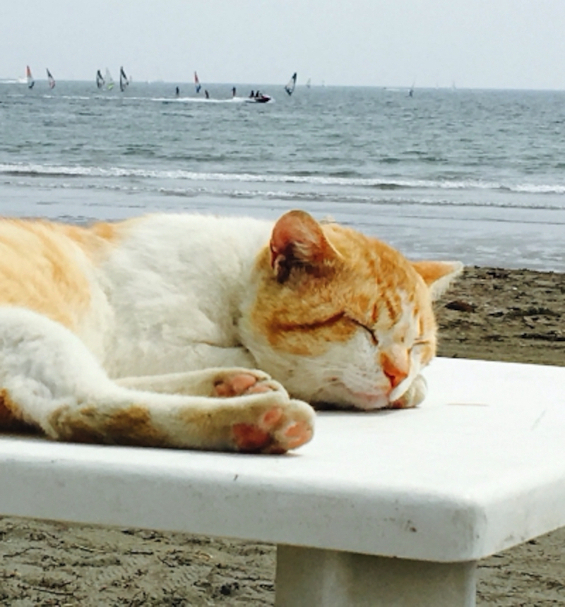 鎌倉木座海岸の猫フォトジェニック