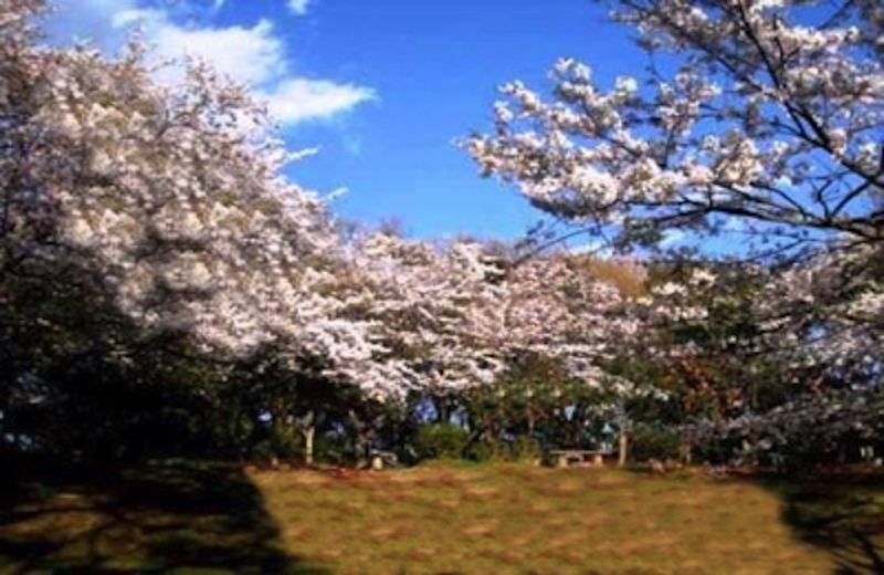 鎌倉源氏山公園の桜