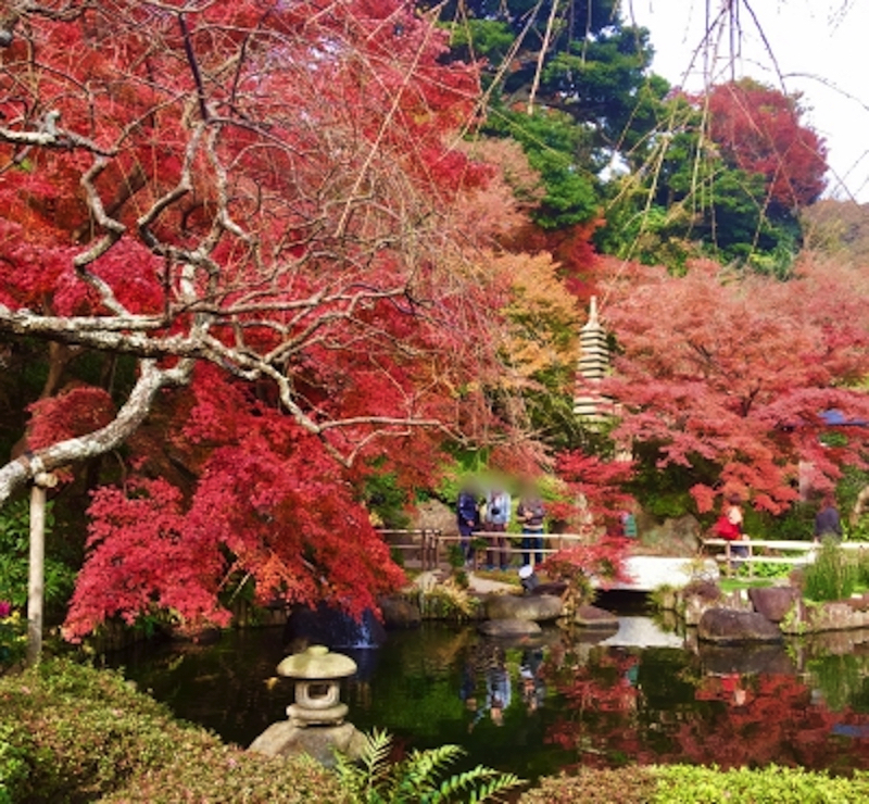 鎌倉長谷寺の昼間の紅葉