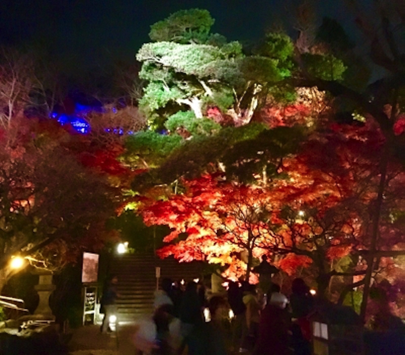 鎌倉長谷寺の紅葉ライトアップ