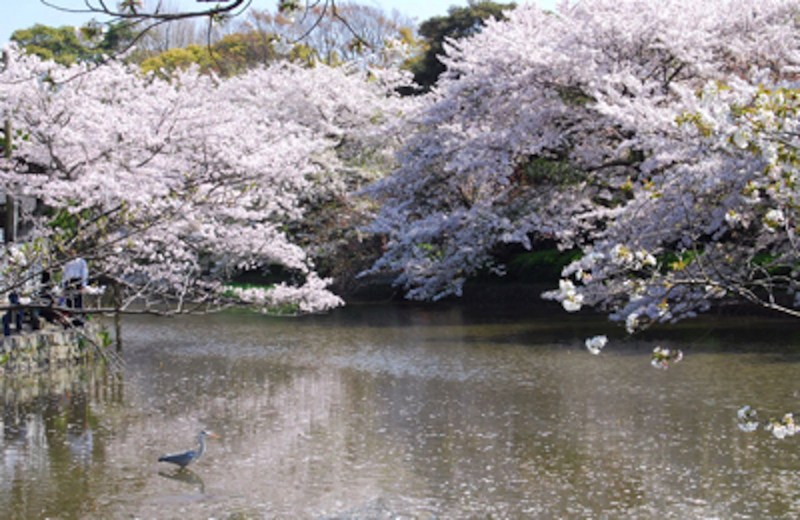 鎌倉鶴岡八幡宮の桜