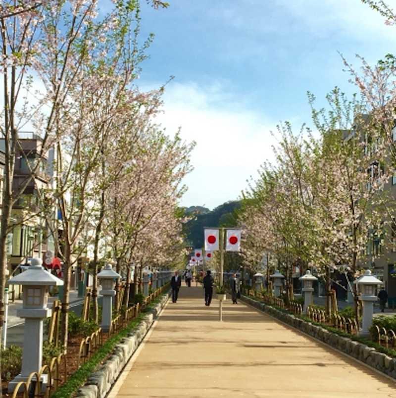 鎌倉段葛の桜並木フォトジェニック