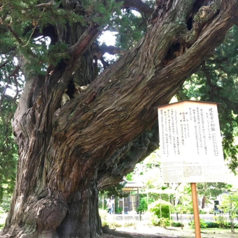 建長寺のビャクシンの木