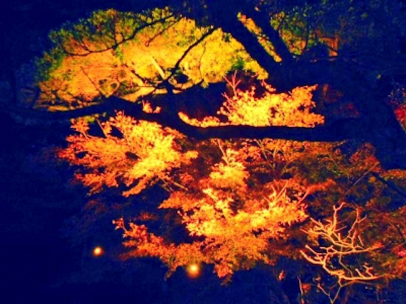 鎌倉長谷寺の紅葉ライトアップ