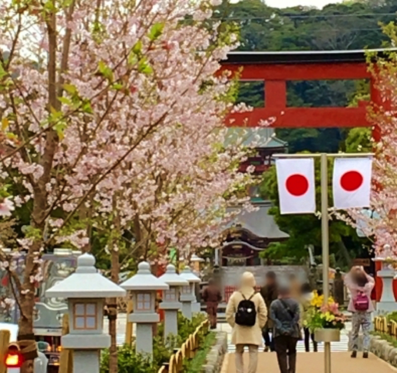 鎌倉段葛の桜