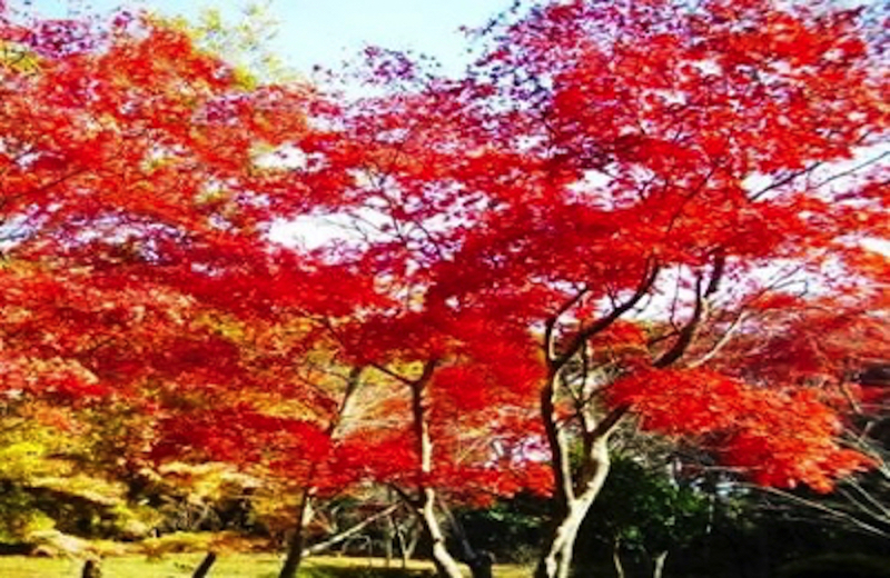 鎌倉源氏山公園紅葉