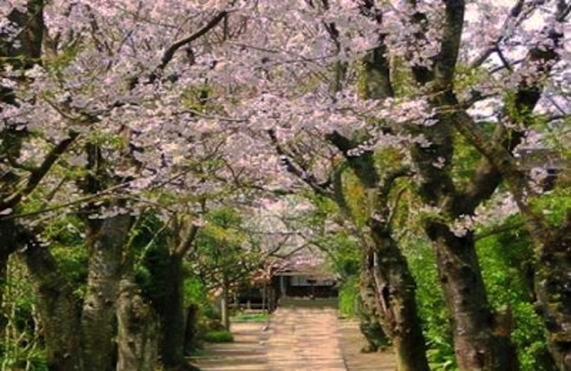 鎌倉極楽寺の桜