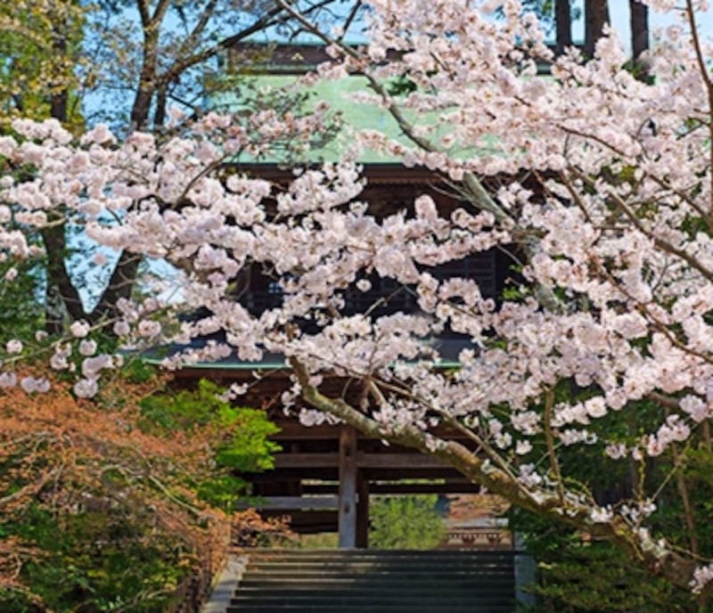 北鎌倉円覚寺の桜