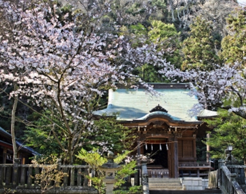 鎌倉御霊神社の桜