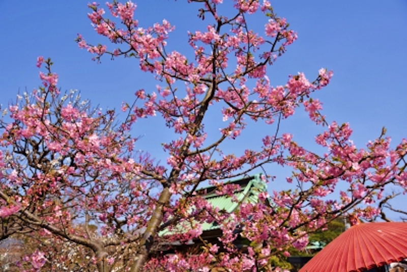 鎌倉長谷寺の桜