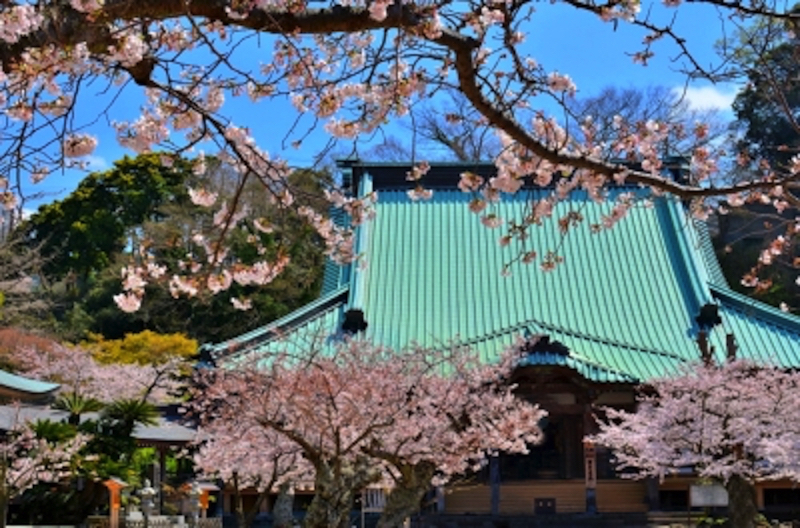 鎌倉光明寺の桜