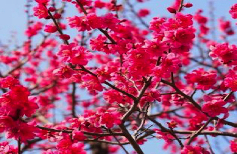 鎌倉で梅の花を楽しむならここじゃ 鎌倉へ行こう かまじいのかまいこネット