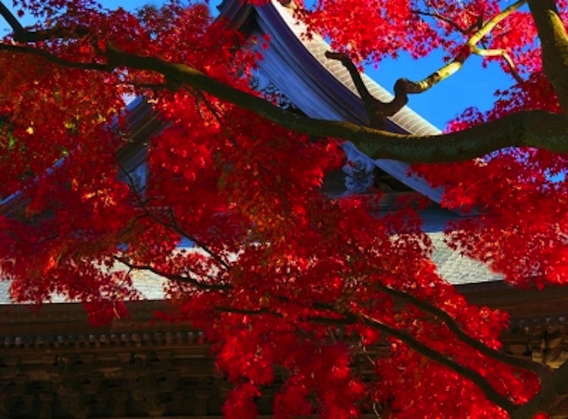 鎌倉建長寺の紅葉