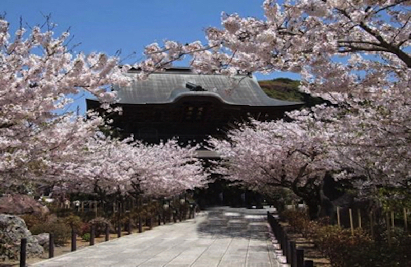 北鎌倉建長寺の桜