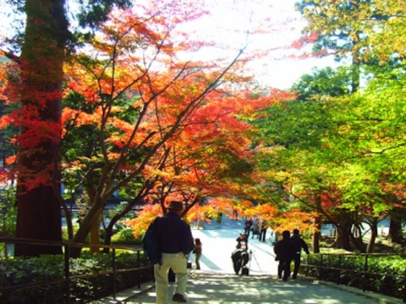鎌倉円覚寺の紅葉