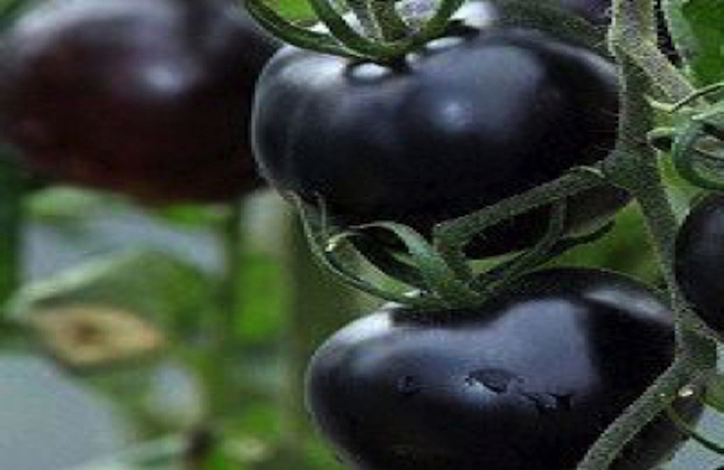 鎌倉野菜の黒トマト画像