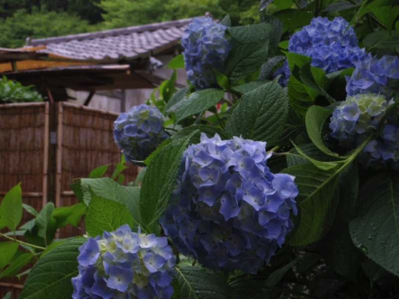 鎌倉明月院（あじさい寺）の紫陽花