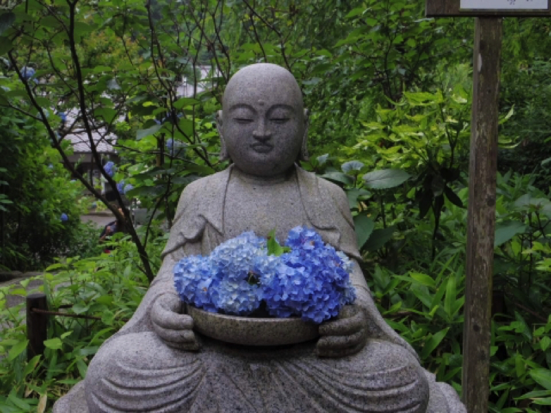 鎌倉明月院（あじさい寺）の紫陽花