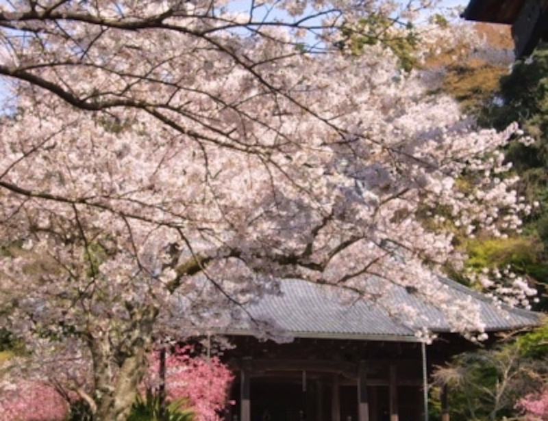 鎌倉妙本寺の桜