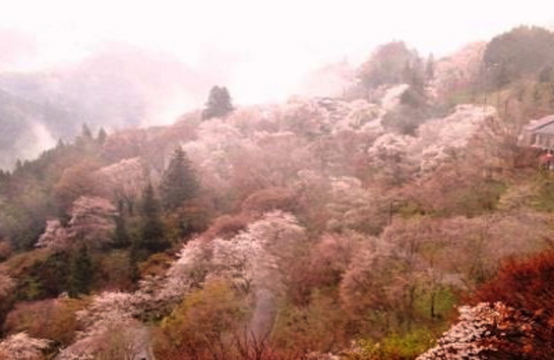 奈良の吉野桜