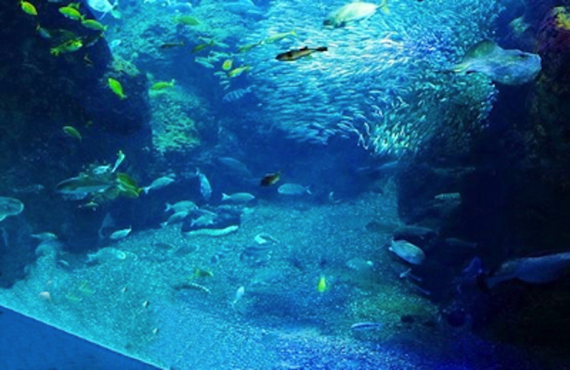 江の島水族館巨大水槽