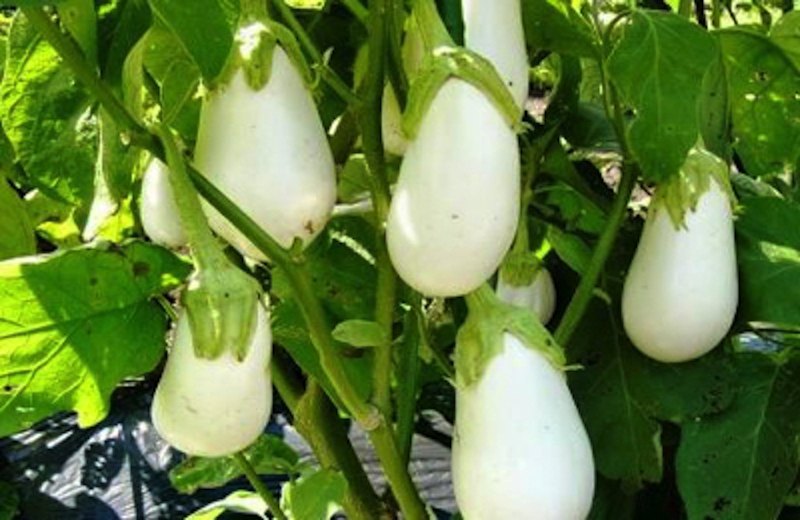 鎌倉野菜の白ナス画像