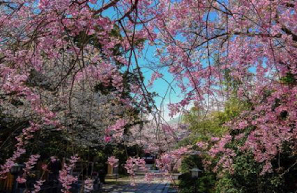 鎌倉長勝寺の桜