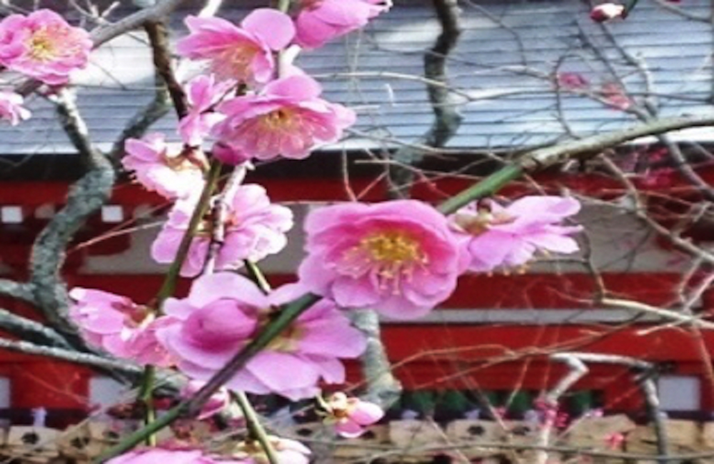 鎌倉の梅の花