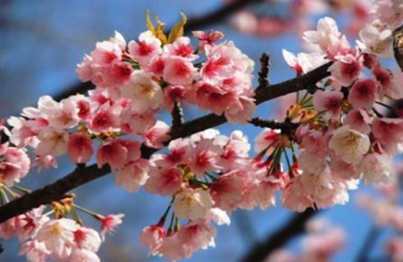 桜