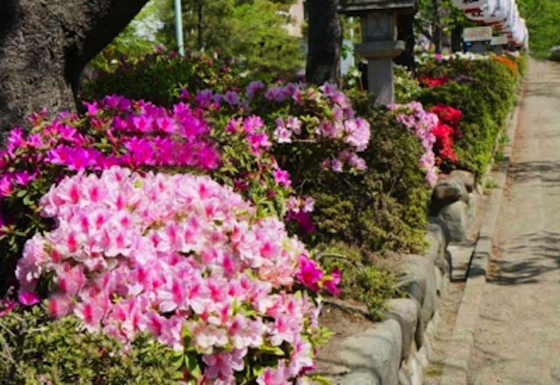 段葛・若宮大路のツツジ