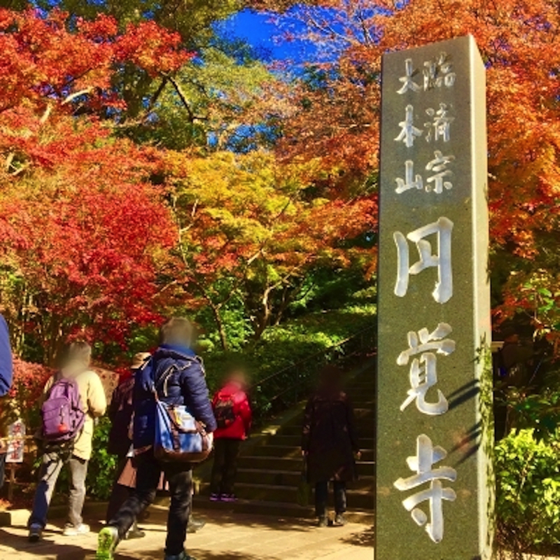鎌倉円覚寺の紅葉