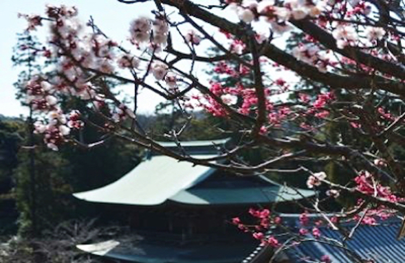円覚寺の梅