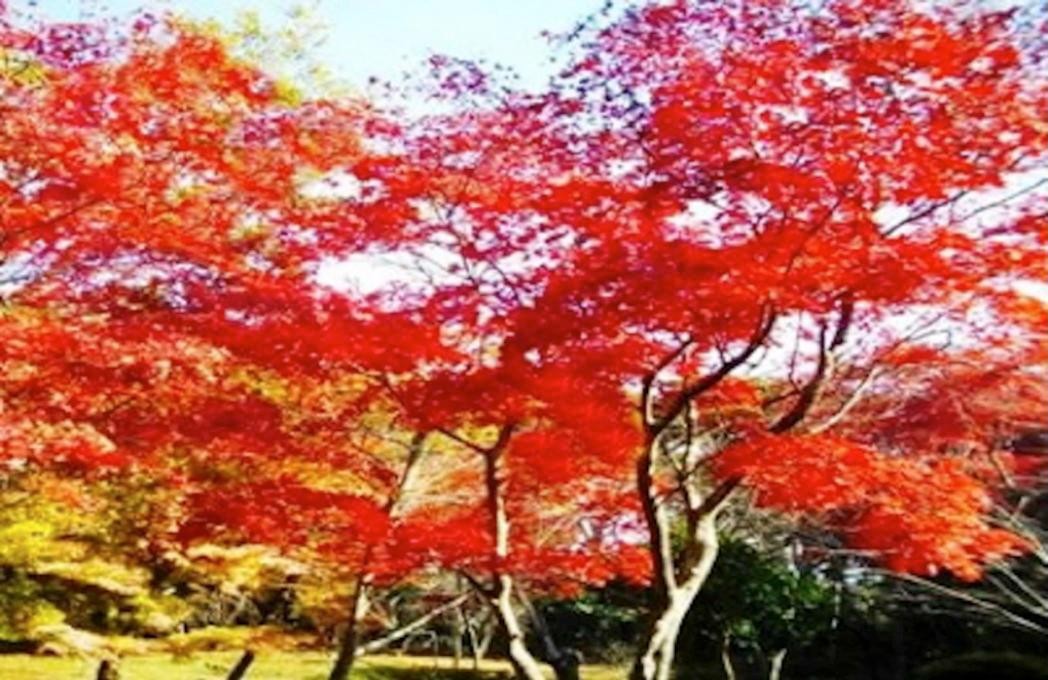 鎌倉源氏山公園の紅葉