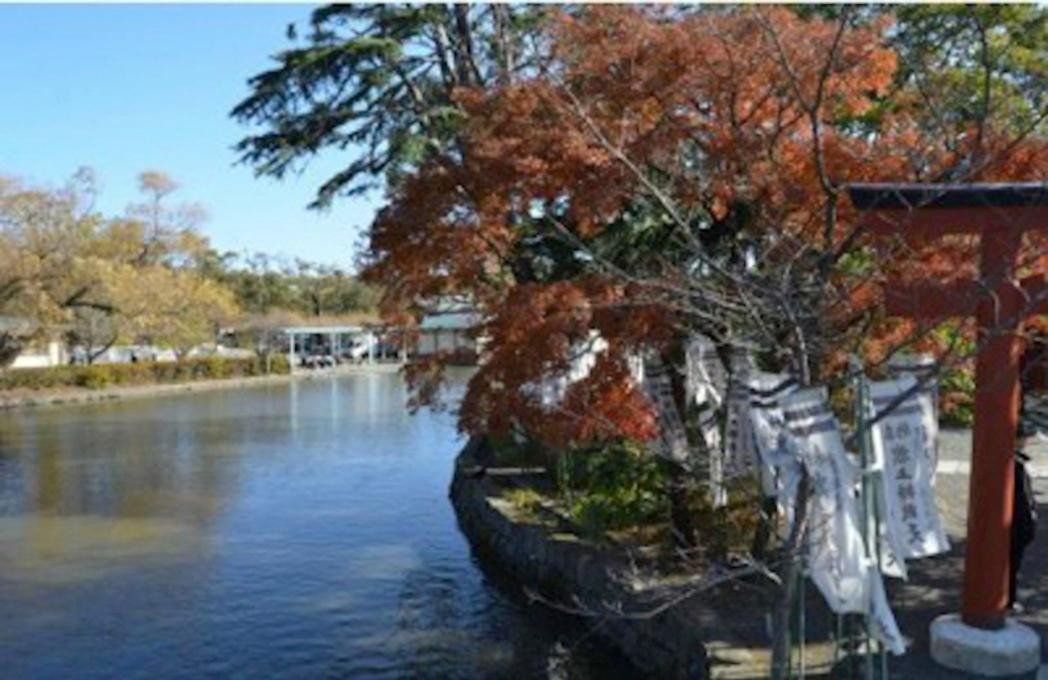 鎌倉鶴岡八幡宮の紅葉