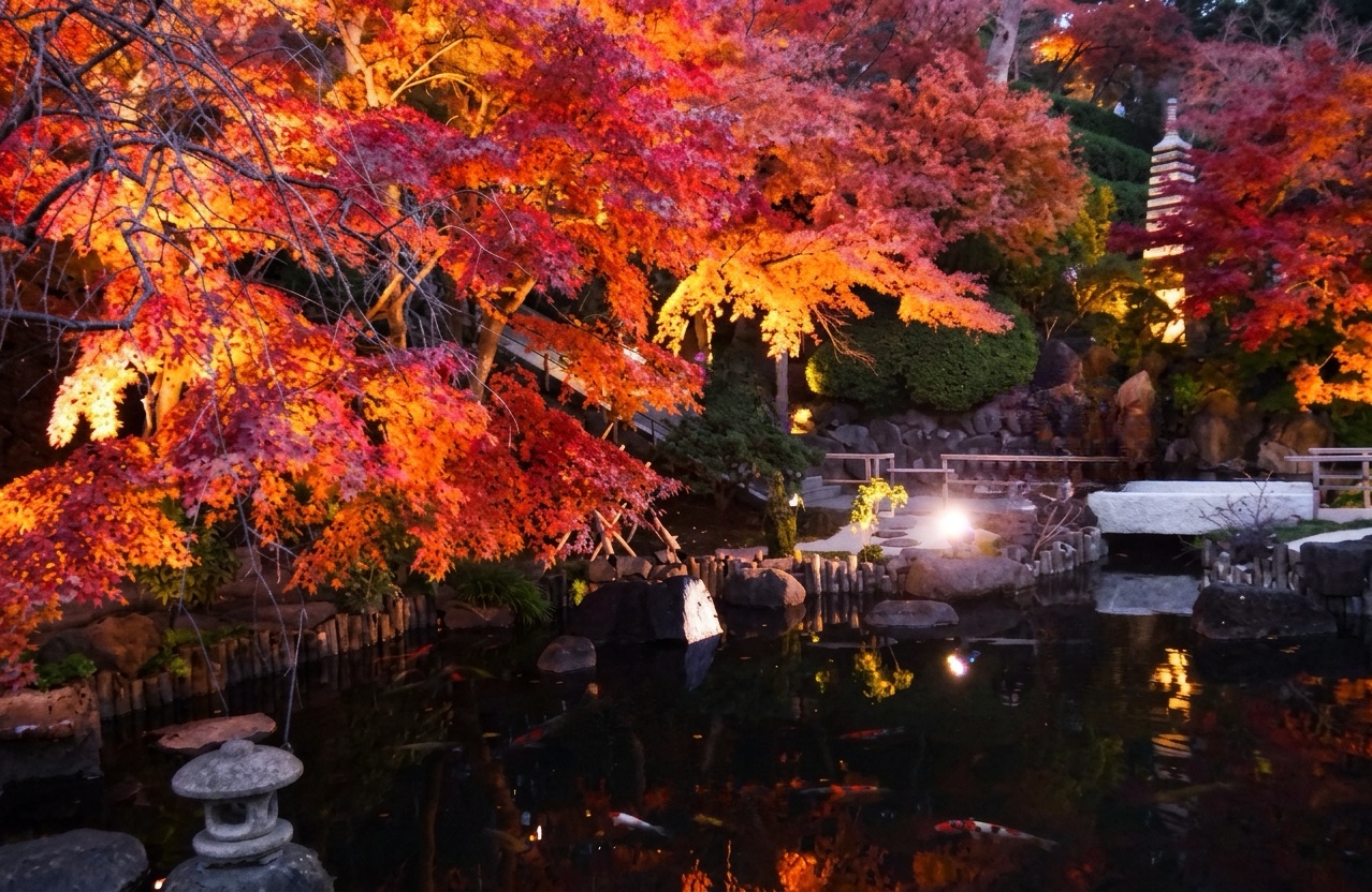 鎌倉長谷寺の夜間拝観・紅葉ライトアップ。ライトに照らされた紅葉と池