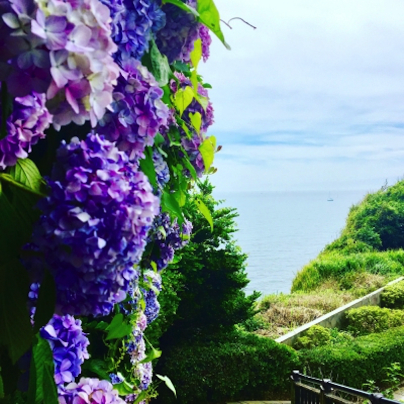 鎌倉稲村ヶ崎公園のあじさいフォトジェニック