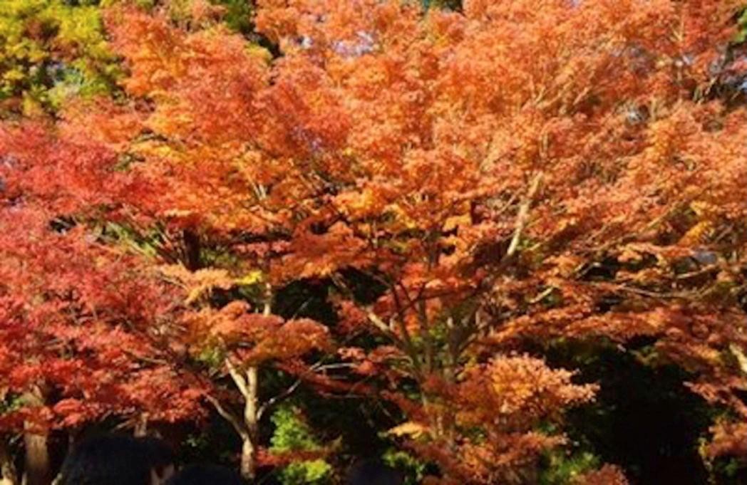 鎌倉浄智寺の紅葉