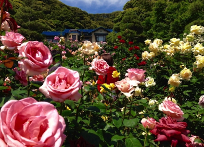 鎌倉鎌倉文学館フォトジェニック