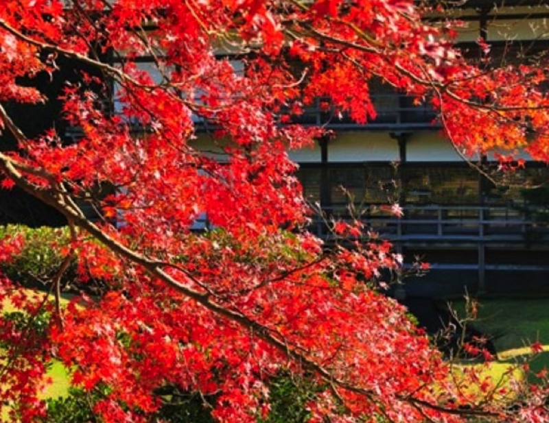 鎌倉建長寺の紅葉その2