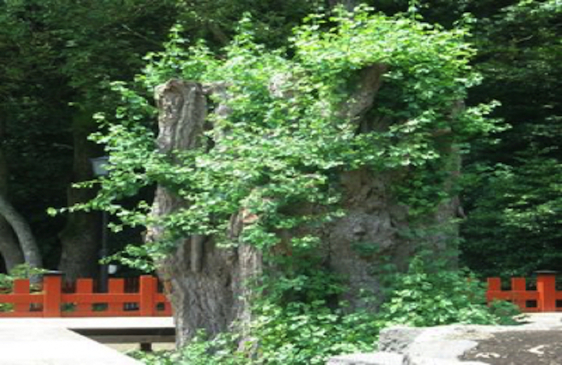 鶴岡八幡宮大銀杏