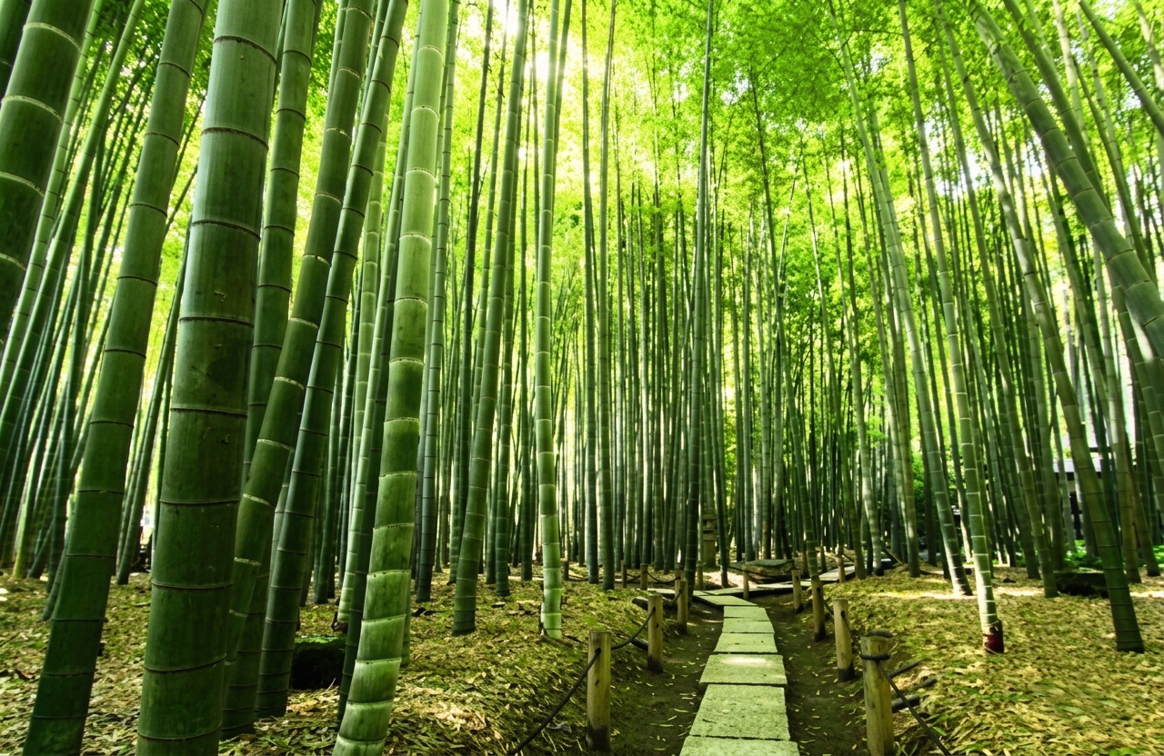 鎌倉竹寺