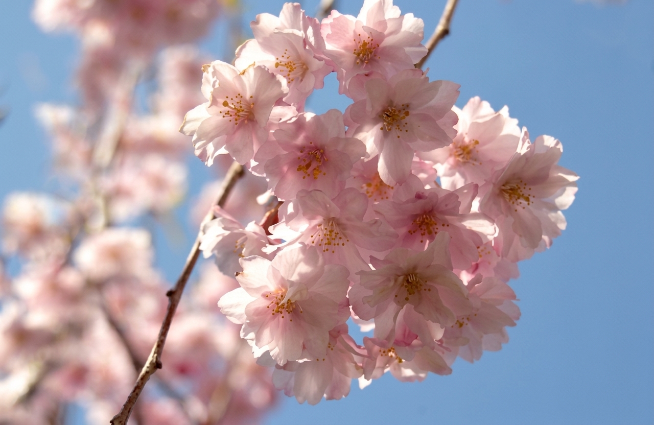 鎌倉の桜年