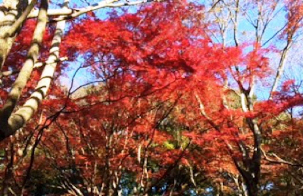 鎌倉獅子舞(天園ハイキングコース)の紅葉
