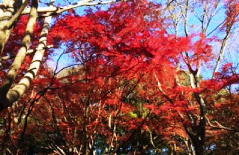 獅子舞の紅葉