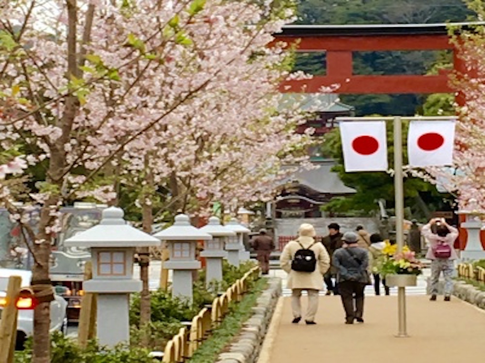 段葛の桜