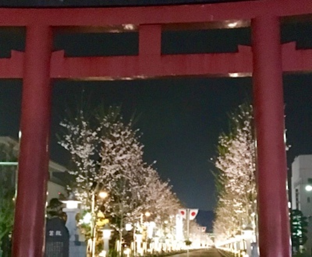 段葛の夜桜